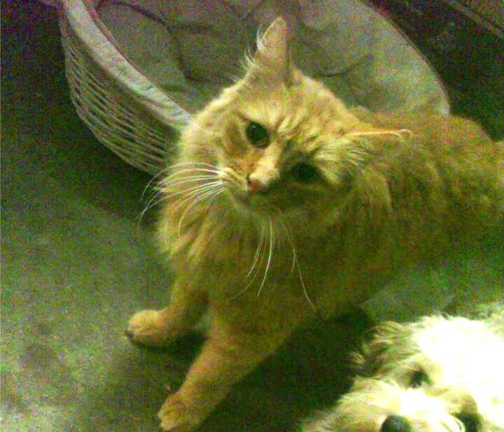 米兰体育入口-传统猎鹰飞行比赛，古老技艺焕发新光彩，猎鹰的飞行器