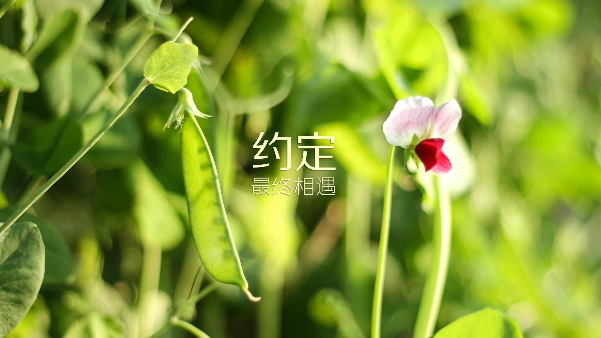 CBA球队比赛录像分析方法，cba篮球录像