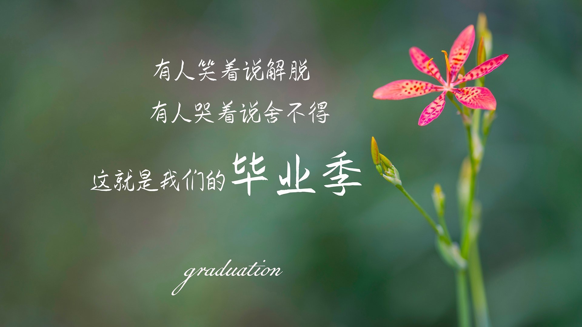 意甲新赛季球队成绩大揭秘，欧冠热门成谜，意甲新赛季前瞻